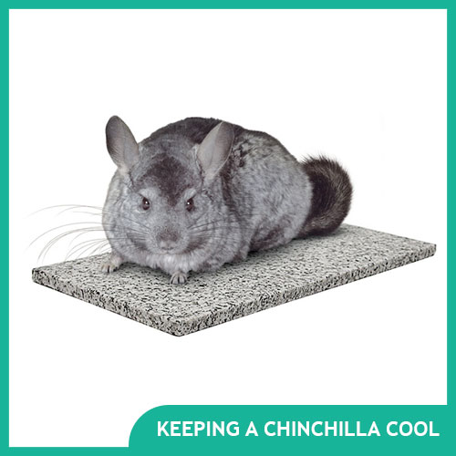 How to Keep a Chinchilla Cool