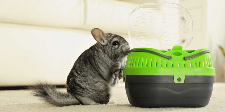 Best Chinchilla Carriers and Travel Cages