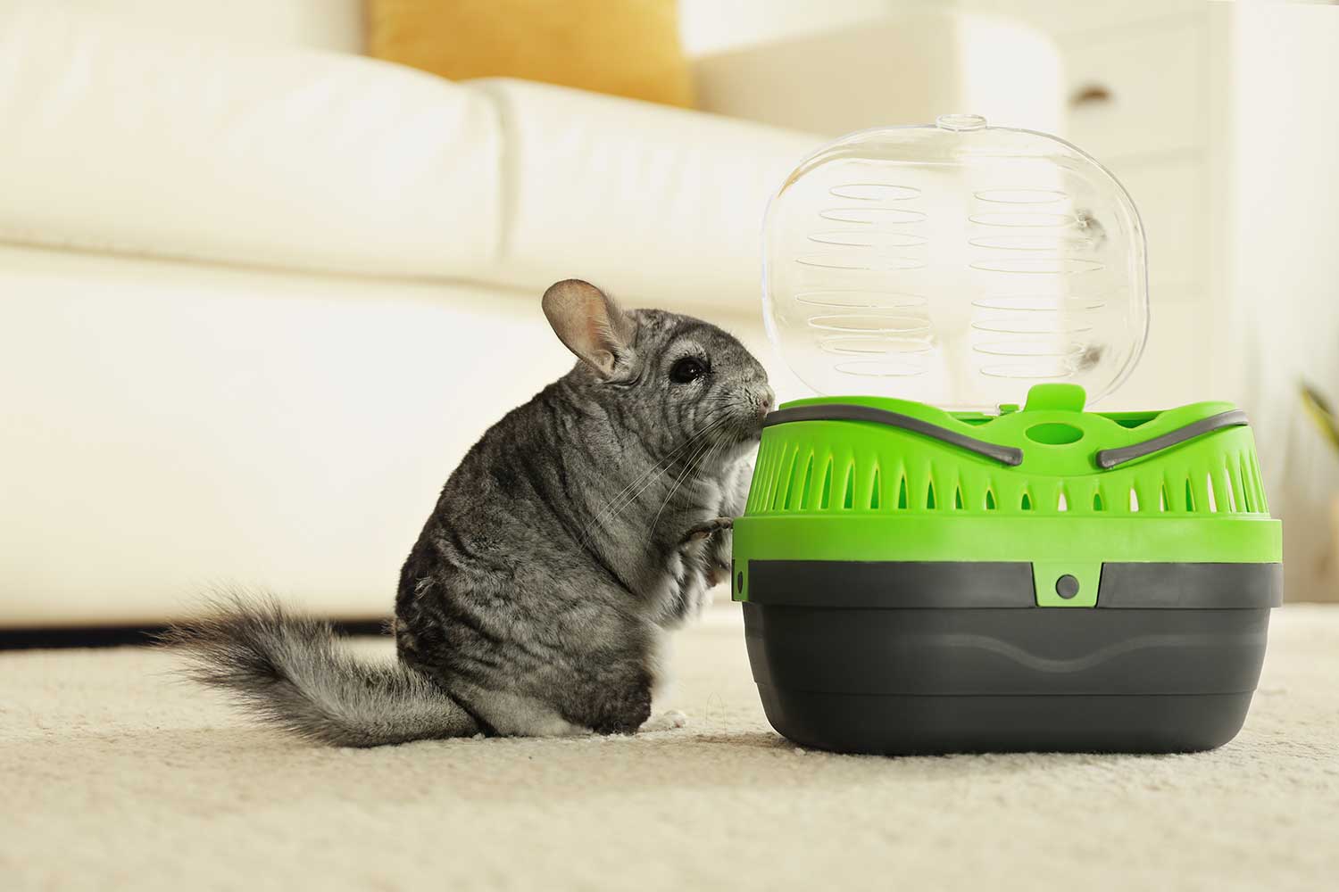 Chinchilla deals travel cage