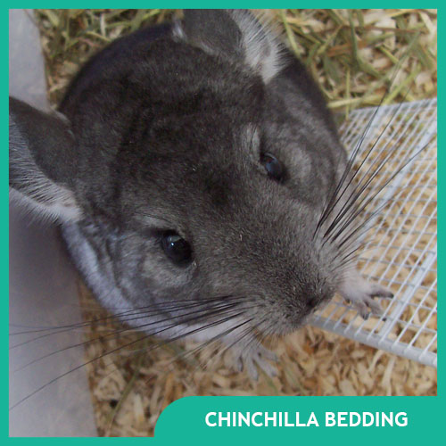 Chinchilla Bedding and Litter
