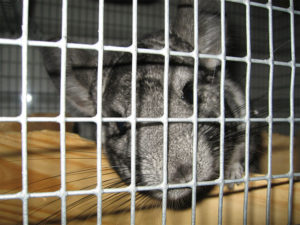 Chinchilla Cage Accessories