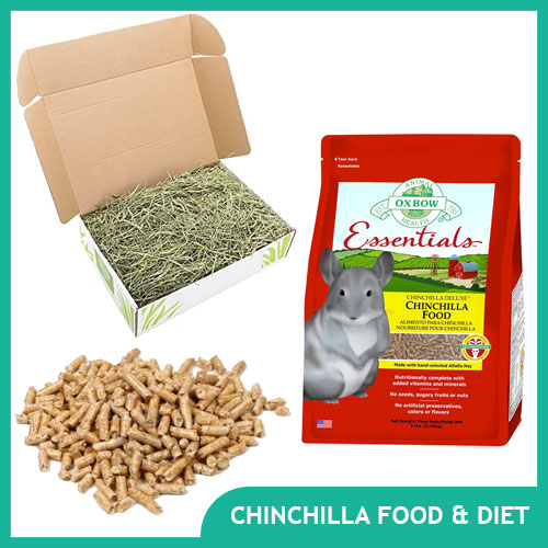 Chinchilla Food and Diet