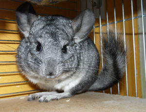 How to Clean a Chinchilla Cage