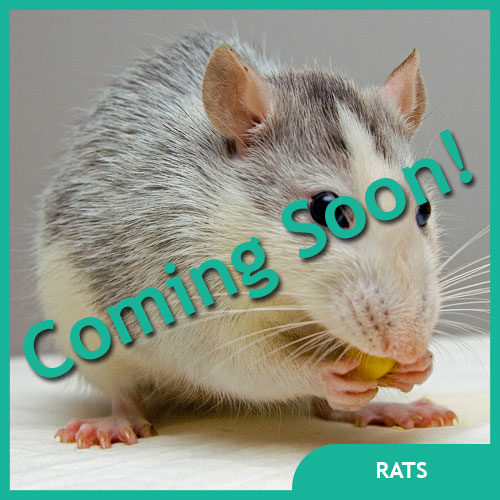 Rat Pet Supplies