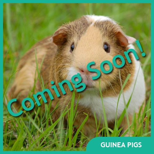 Guinea Pig Pet Supplies