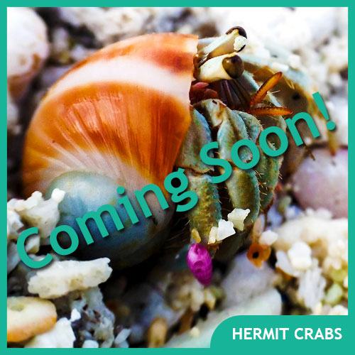 Hermit Crab Pet Supplies