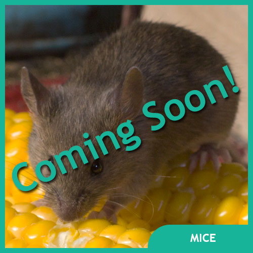 Mouse Pet Supplies