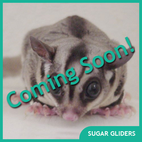 Sugar Glider Pet Supplies