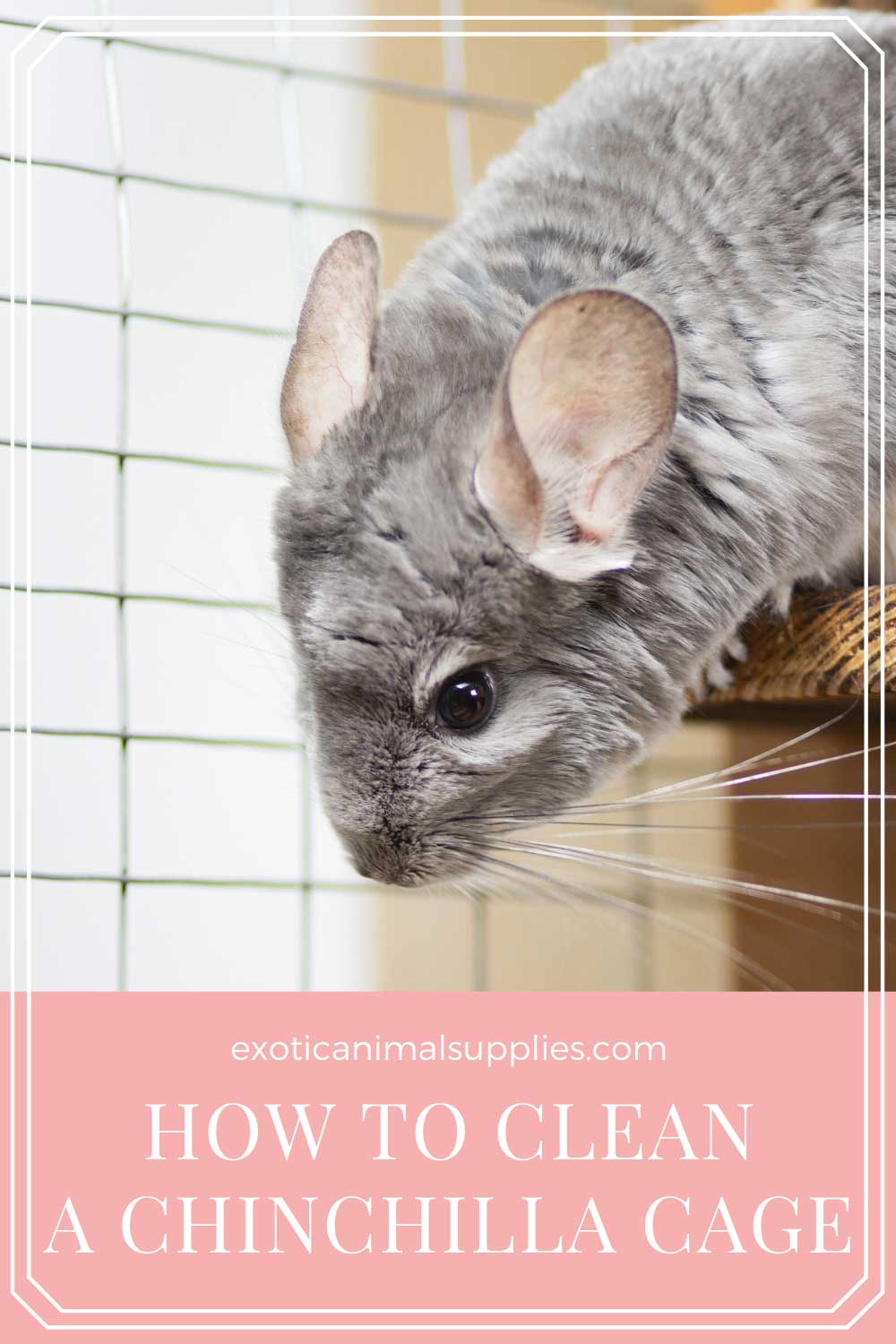 How to Clean a Chinchilla Cage