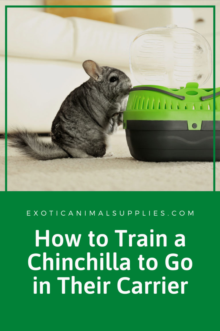 Best Chinchilla Carriers and Travel Cages Exotic Animal Supplies