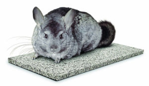 Keep your chinchilla cool with a chinchiller