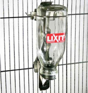 Lixit 16 oz. Glass Water Bottle