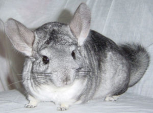 Standard Gray Chinchilla