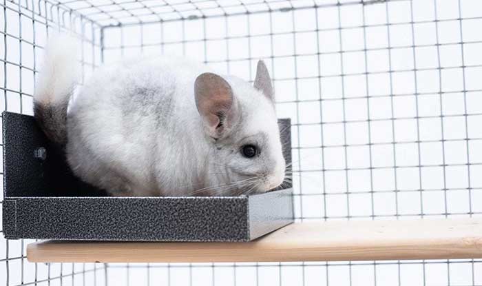 Chinchilla litter clearance box