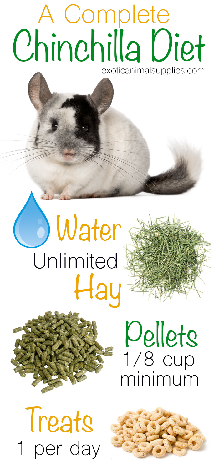 chinchilla safe food