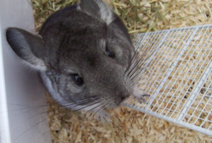 Do chinchillas use a litter box sale