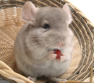 Chinchilla Food and Diet