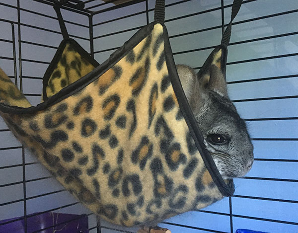 Chinchilla Hammocks and Fleece Beds - Exotic Animal Supplies