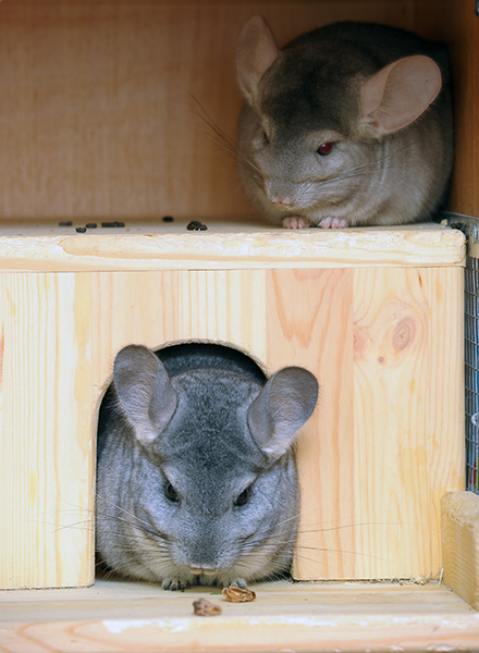 Chinchilla Houses, Nest Boxes, and Hideouts