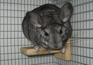 Chinchilla Ledges and Shelves for Cages