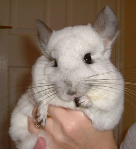 Healthy Chinchilla Treats Training with Treats Exotic Animal