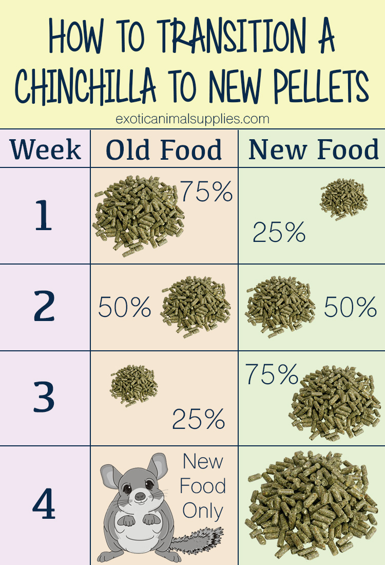 How to Transition a Chinchilla to a New Pellet Food