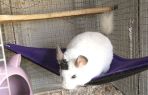 Fleece Chinchilla Corner Hammock