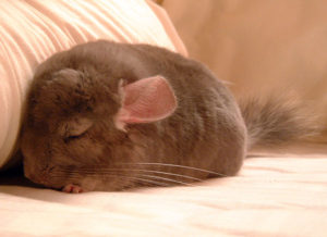 When Should a Chinchilla Go to the Vet?