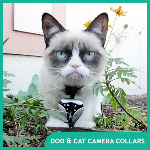 What are the best dog & cat camera collars & pet cameras?