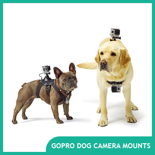 Best GoPro Dog Mount and GoPro Pet Mounts