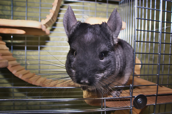 Best Chinchilla Cages - Selecting a Safe Cage