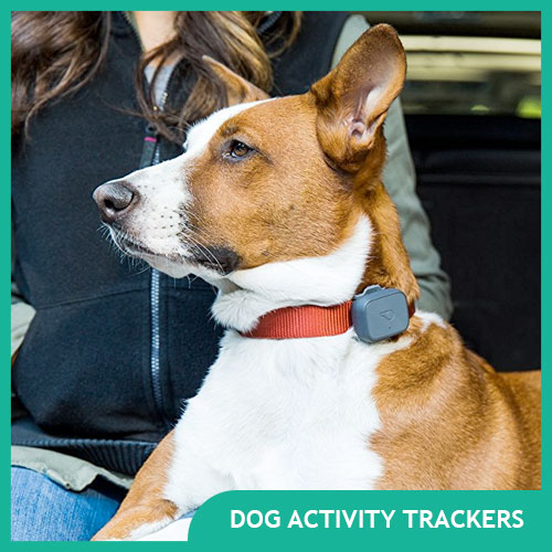 Best Dog Activity Trackers