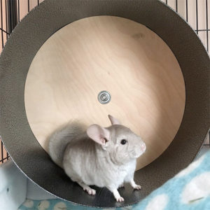 Chinchilla Wheel for Exercise