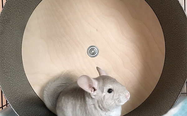 Chinchilla Wheel for Exercise