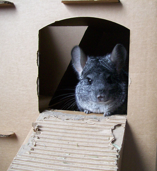 Chinchilla Cardboard House Exotic Animal Supplies
