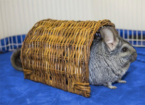 Chinchilla Toys Exercise Time