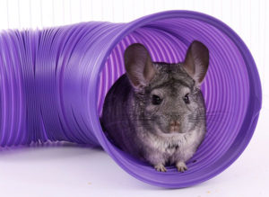 Chinchilla Toys Floor Tunnel