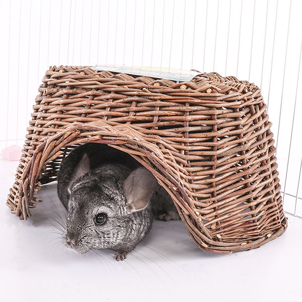 Chinchilla Toys for Play Time Exotic Animal Supplies