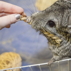 Chinchilla sales chew toys