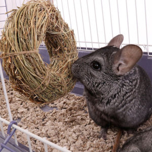 Chinchilla Hanging Toys & Chew Toys