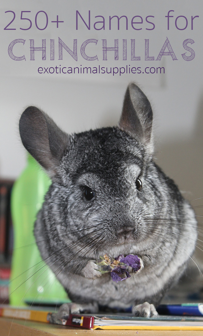 250 Names For Chinchillas Male Female Pairs Exotic Animal Supplies