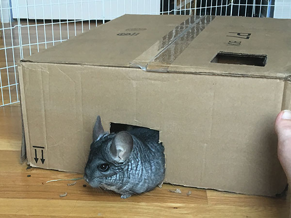 Chinchilla box shop