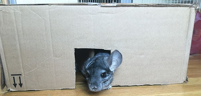 diy cardboard hamster maze