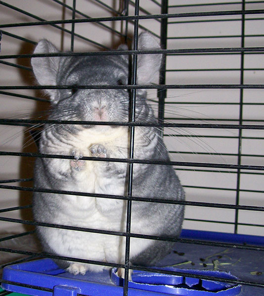 How to Care for Single Chinchillas
