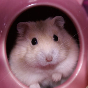 exotic hamsters