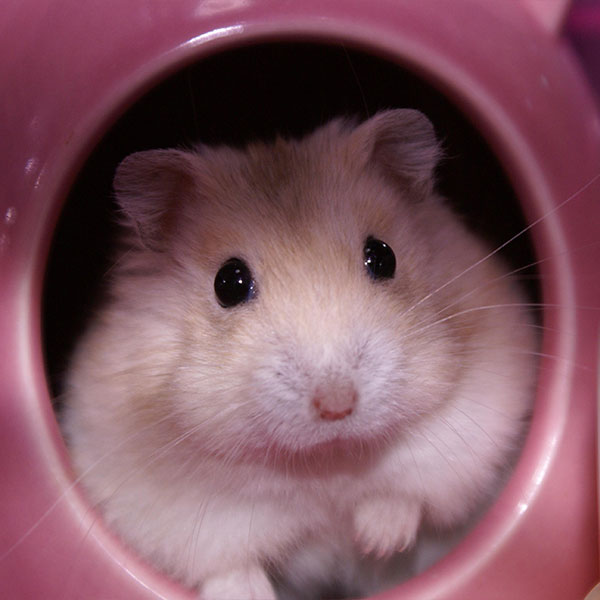 Safe Wood for Hamsters to Chew Exotic Animal Supplies