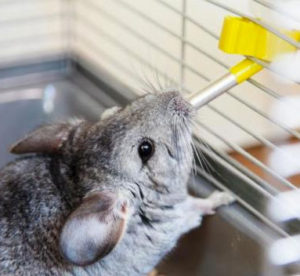 How to Keep a Chinchilla Cool