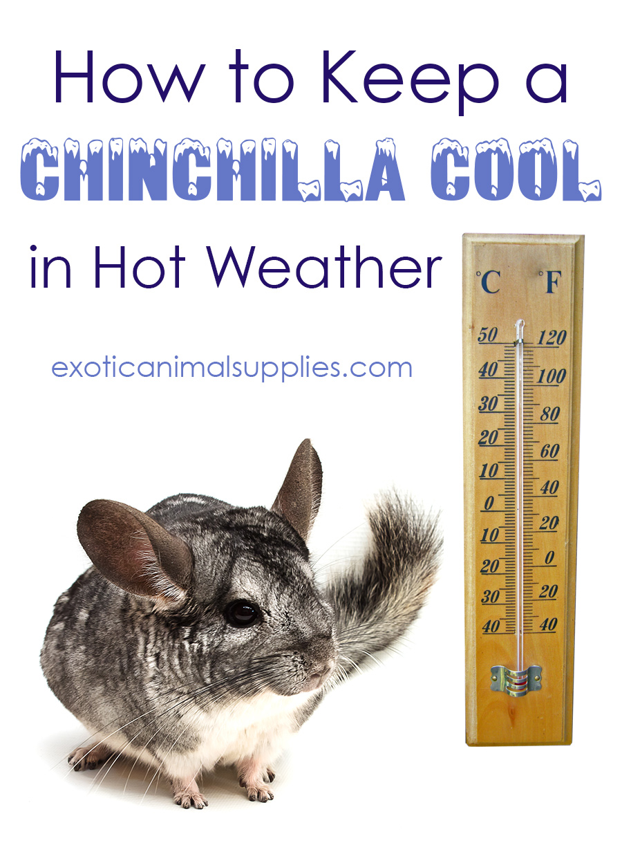 what temperature is too hot for a chinchilla