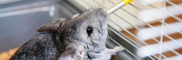 Keeping best sale chinchillas cool