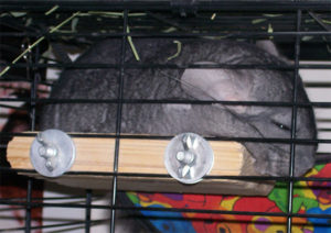 Overheating Chinchilla After Play Time